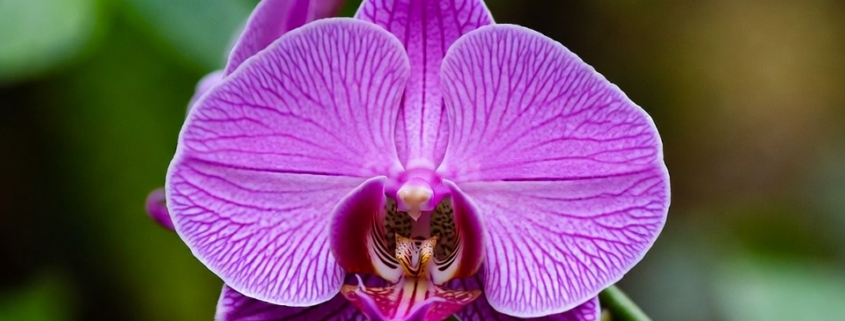 orchid island vero beach