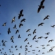 florida migration trends