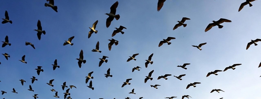 florida migration trends