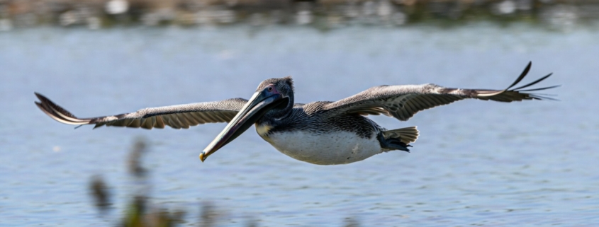 pelican reef hutchinson island