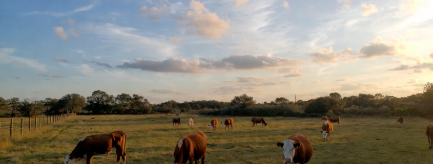 best butcher shops in vero beach