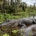 where to see alligators in vero beach