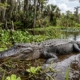 where to see alligators in vero beach