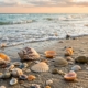 best places to find seashells in vero beach